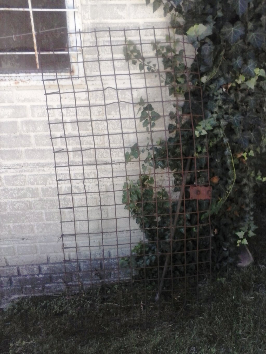 Le reti metalliche e il melaro; l’otto settembre del&nbsp;’43