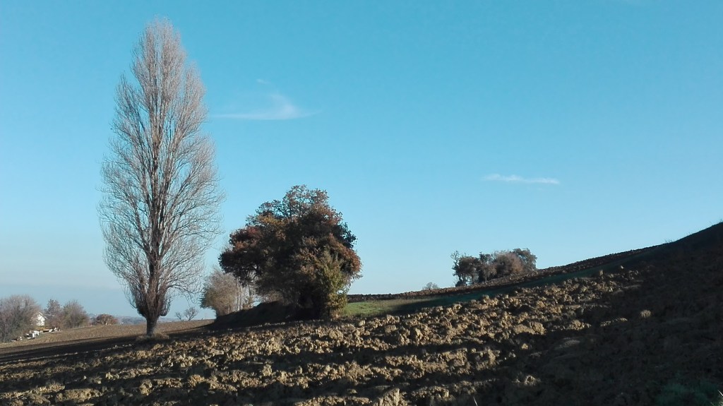 L’alfabeto degli alberi