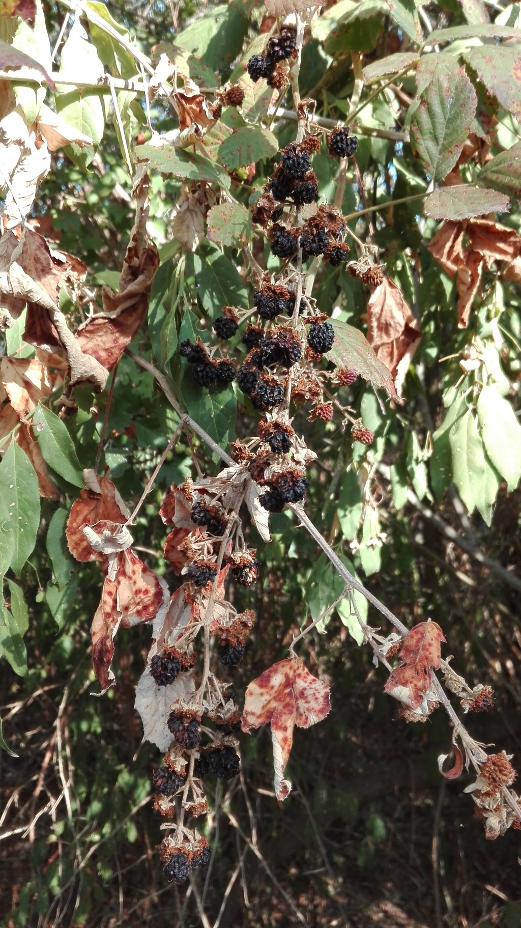 A cosa serve soffrire?     Ovvero: dialettica della raccolta delle&nbsp;more