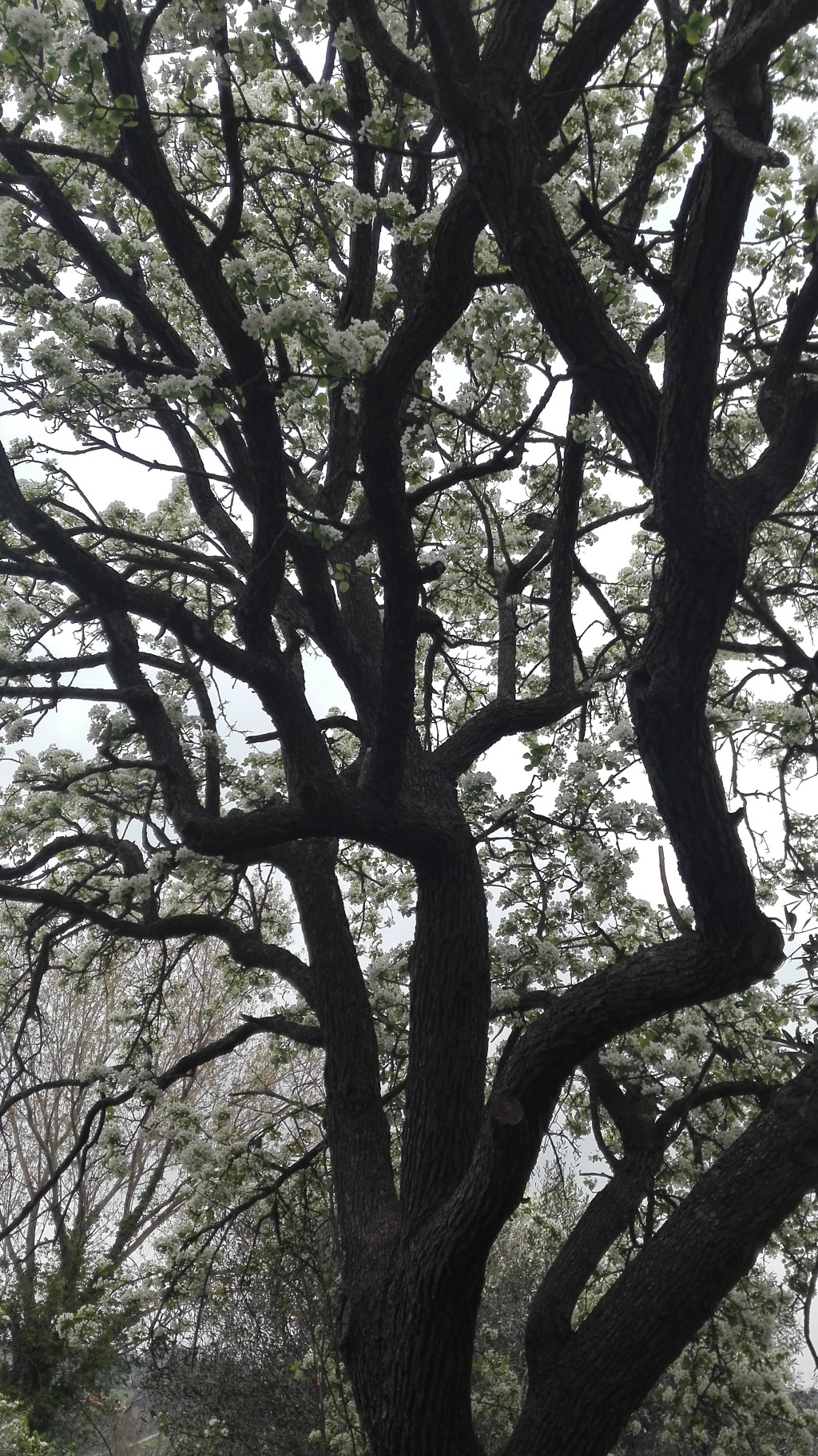 I pianeti di Stephen e i peri di&nbsp;Nicola