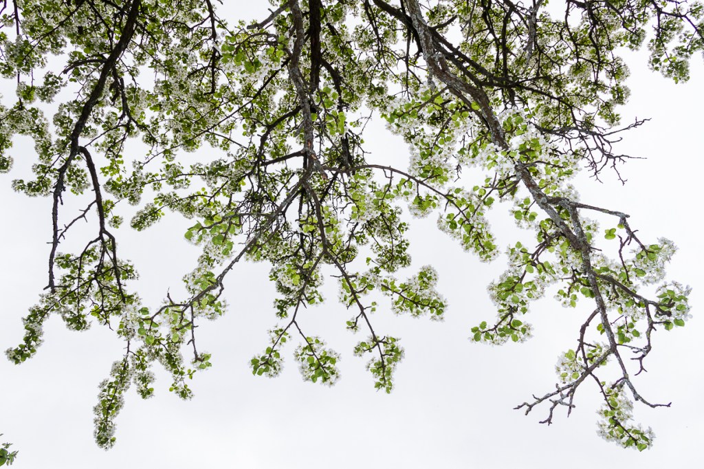 La riabilitazione del&nbsp;pero